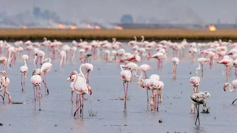 Flamingos in Isla Mayor Rice Fields with Background Fires Stock Photos