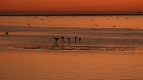 Flamingo's just after sunset Stock Footage 12146543