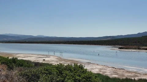 Flamingos lagoon wide view 库存影片 333756567