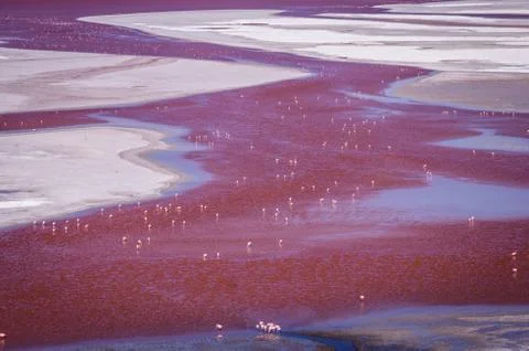Flamingos at Laguna Colorada, Altiplano, Bolivia Stock Photos