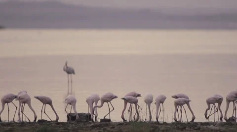 Flamingos on a lake Stock Footage 33540538