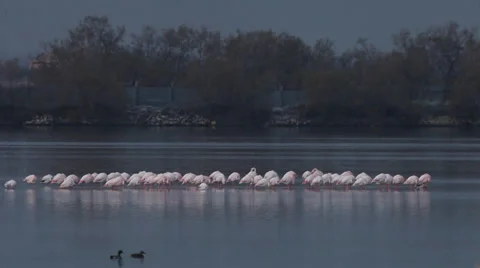 Flamingos in a lake Stock Footage 34347870
