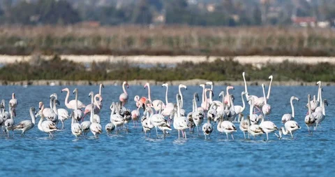 Flamingos on the lake Stock Footage