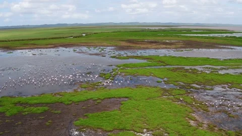 Flamingos on lake Stock Footage 186079757