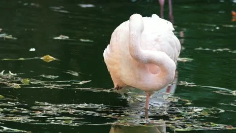 Flamingos on the lake Stock Footage 283072517