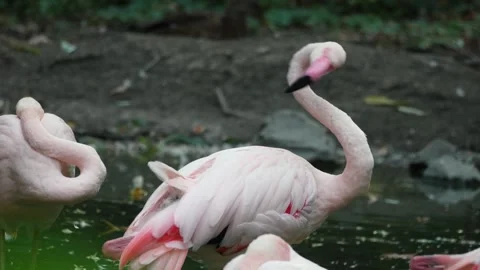 Flamingos on the lake Stock Footage 283072526