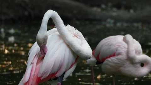 Flamingos on the lake Stock Footage 283072547