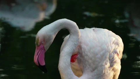 Flamingos on the lake Stock Footage 283072548