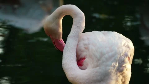 Flamingos on the lake Stock Footage 283072551