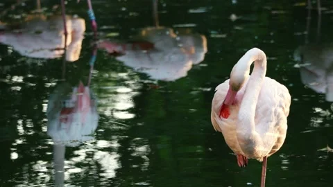 Flamingos on the lake Stock Footage 283072555