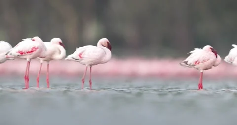 Flamingos at Lake Nakuru Video stock 252817465