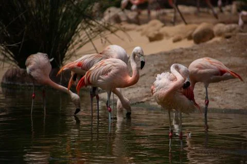 Flamingos in the lake Stock-Fotos