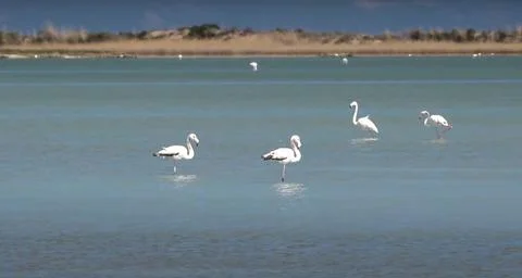 Flamingos in the lake Stock Photos