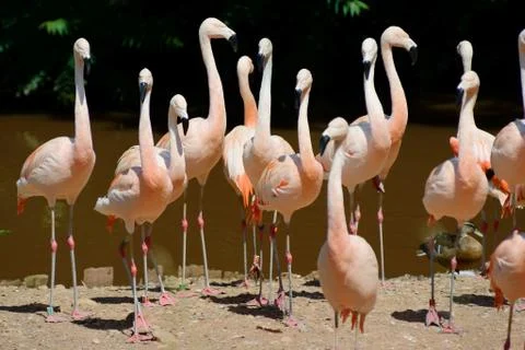 Flamingos on land Stock Photos