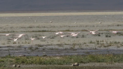 Flamingos Landing Stock Footage 129711615