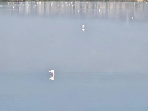 Flamingos in Larnaca Stock Photos