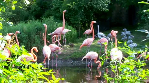 Flamingo's life Stock Footage 508946