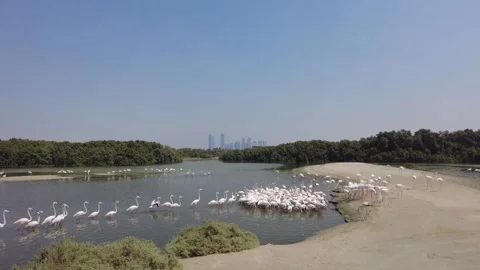Flamingos line up Stock Footage 260520260