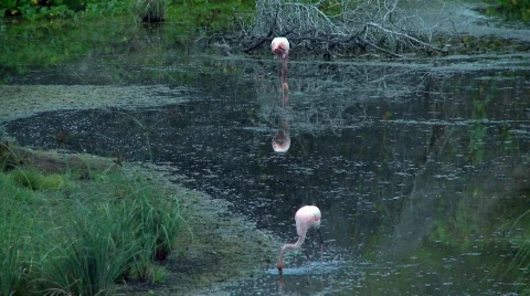Flamingos lockshot Stock Footage 758205