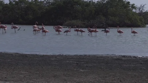 Flamingos in mangroove Stock Footage 74020697