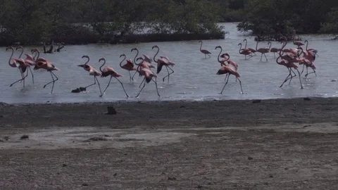 Flamingos in the mangroove Video stock 74021543