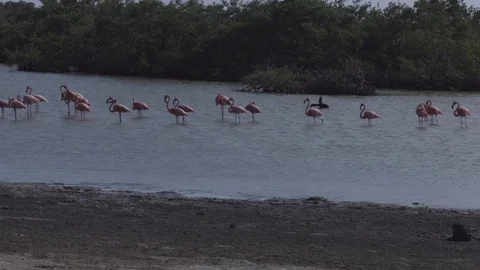 Flamingos in mangroove Stock Footage 74021919