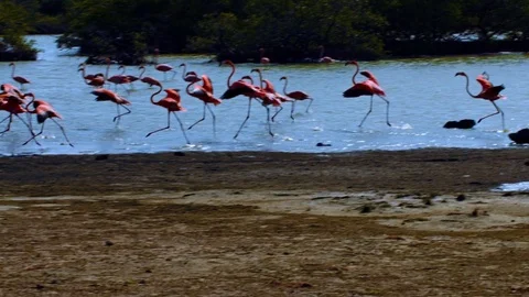 Flamingos in mangrove Stock Footage 74022497