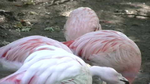 Flamingos medium shot Stock Footage 42126363