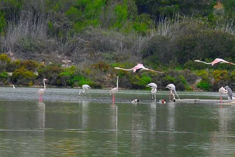 Flamingos in motion, dancing between water and sky Stock Photos