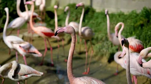 Flamingos moving in the zoo Stock Footage 170900876