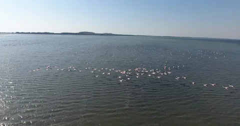 Flamingos Narte Stock Footage 118655297