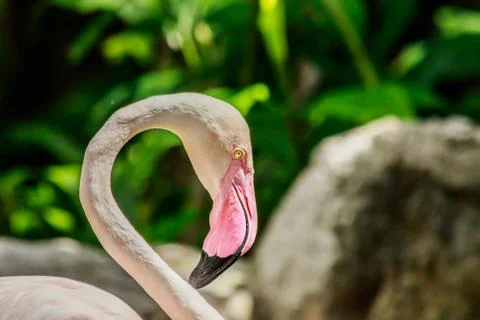 Flamingos on nature background. Stock Photos