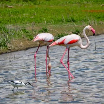 Flamingos in nature Stock Photos