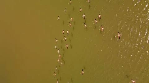 Flamingos-over-salt-lakes-drone-vertical-05 Stock Footage 341968670