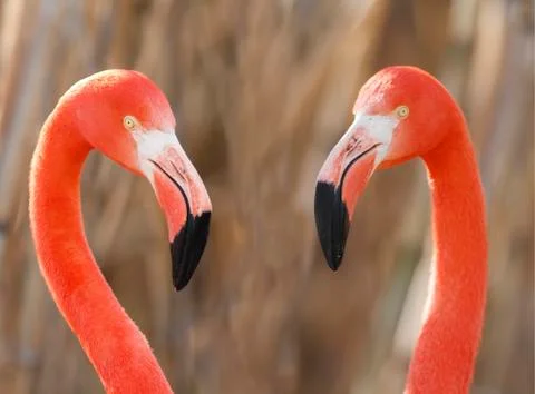 Flamingos pair Photos