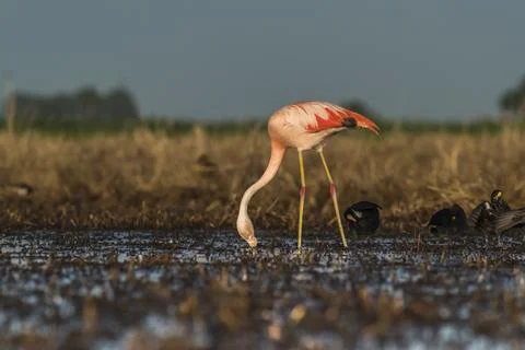 Flamingos in Pampas Lagoon Environment, La Pampa,  Patagonia Argentina Stock Photos
