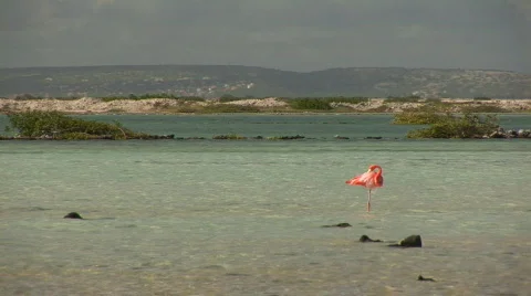 Flamingo's - pan Stock Footage 92605