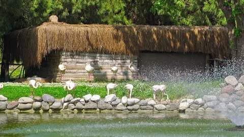 Flamingos in the park Stock Footage 88745074