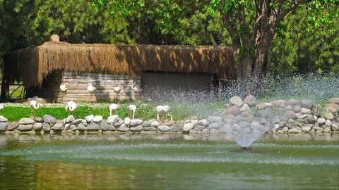 Flamingos in the park Stock Footage 88746249