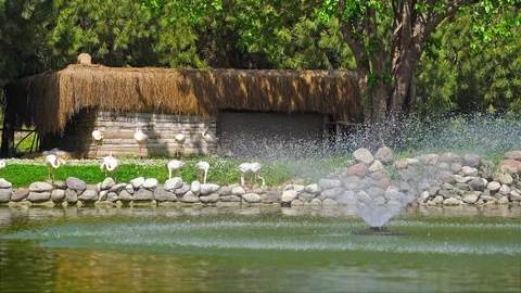 Flamingos in the park Stock Footage 96122028