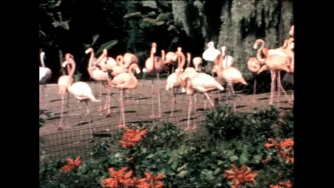 Flamingos in a Park Stock Footage 276290305