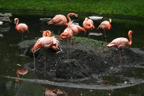 Flamingos Foto stock