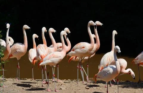 Flamingos Stock Photos