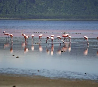 Flamingos Stock Photos