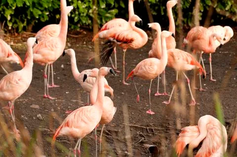 Flamingos Stock Photos