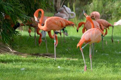 Flamingos Stock Photos