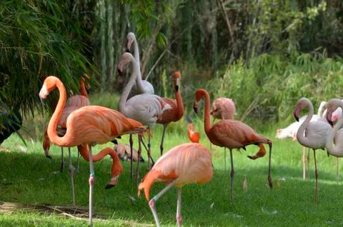 Flamingos Foto stock