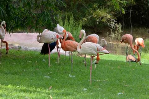Flamingos Stock Photos