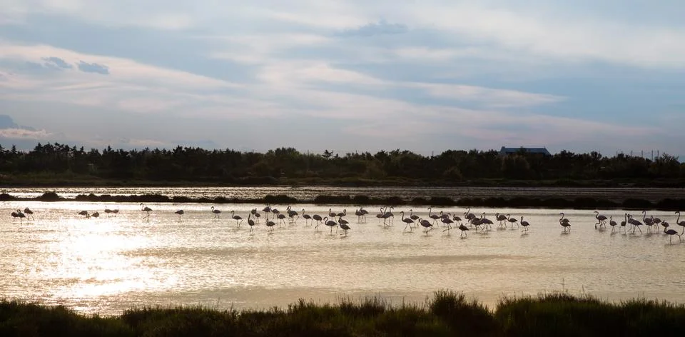 Flamingos Stock Photos