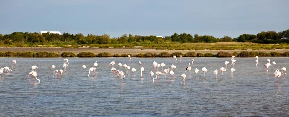 Flamingos Stock Photos